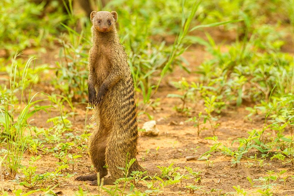Africa-Tanzania-Tarangire National Park Banded mongoose close-up